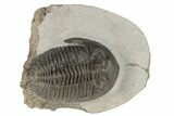 Detailed Hollardops Trilobite - Multi-Toned Shell Color #189754-2